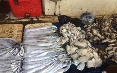 Masterarbeitsprojekt (Indonesien) Marine Biology