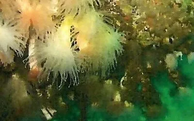 Masterarbeit Marine Biology Patagonien